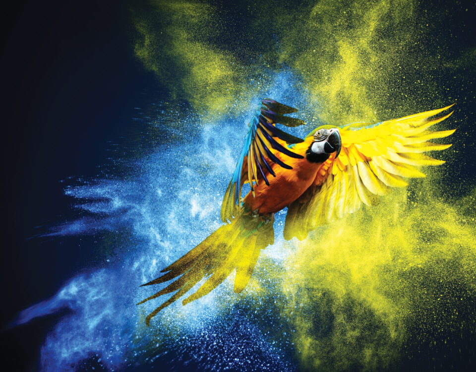 parrot ink splash blue yellow Apogee Graphics