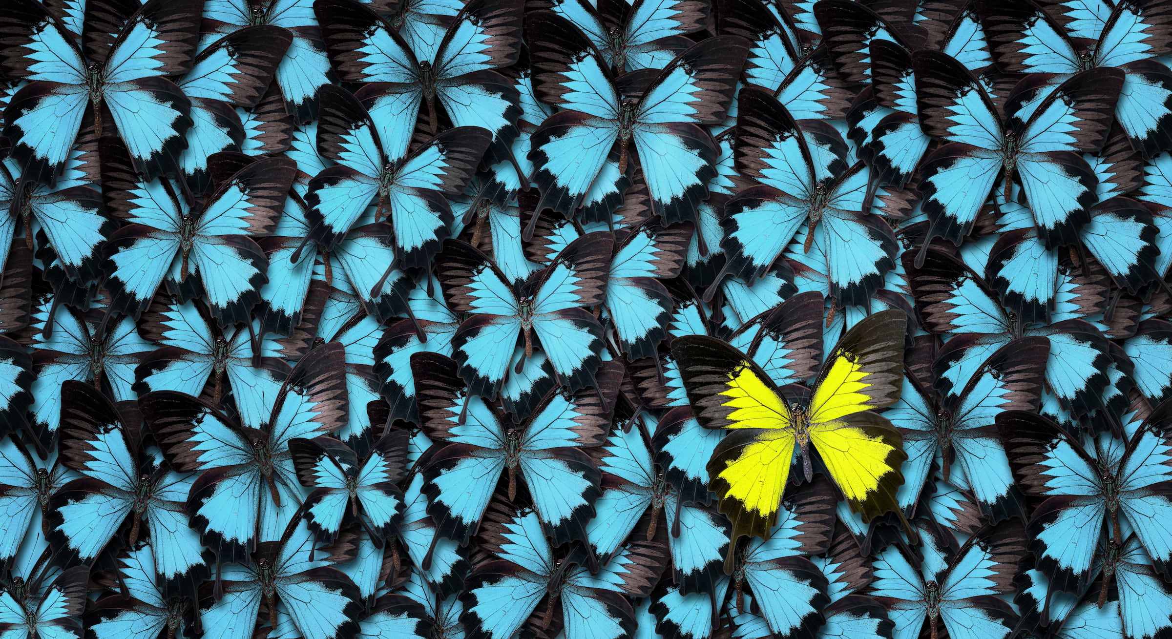one yellow butterfly blue butterflies